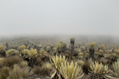 NevadoTolima